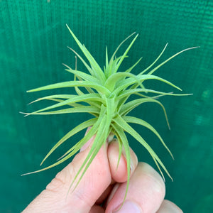 Tillandsia - aeranthos 'Miniata'