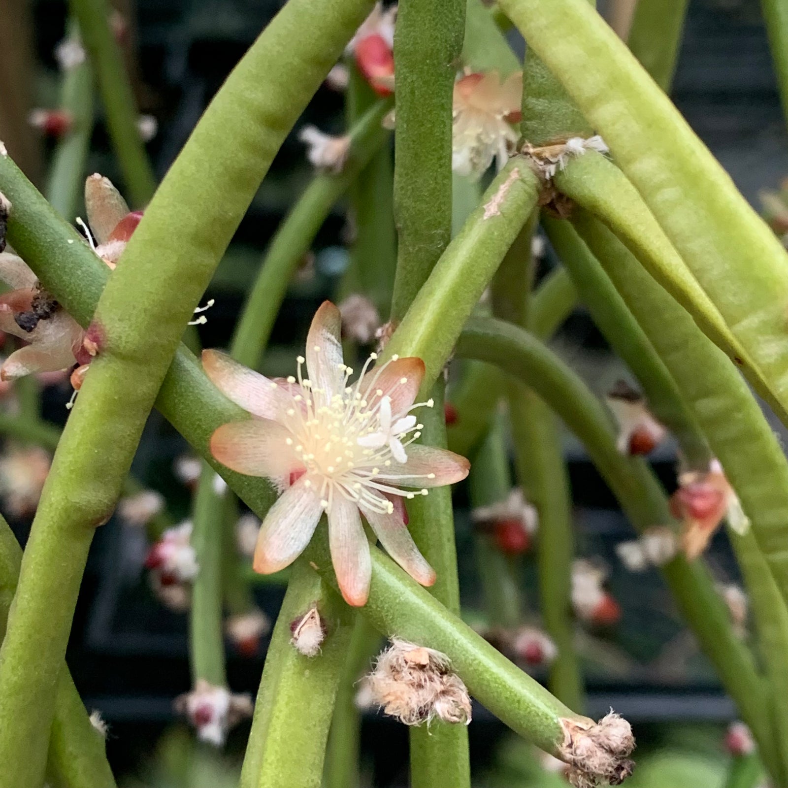 Rhipsalis dissimilis - R6