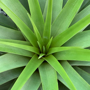 Tillandsia - fasciculata