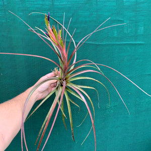 Tillandsia - Widgee ‘Large Form’