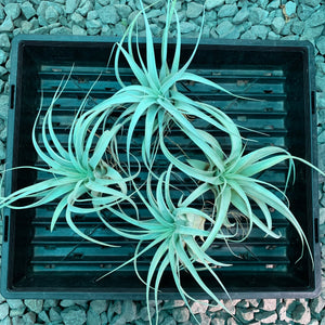 Tillandsia - xerographica