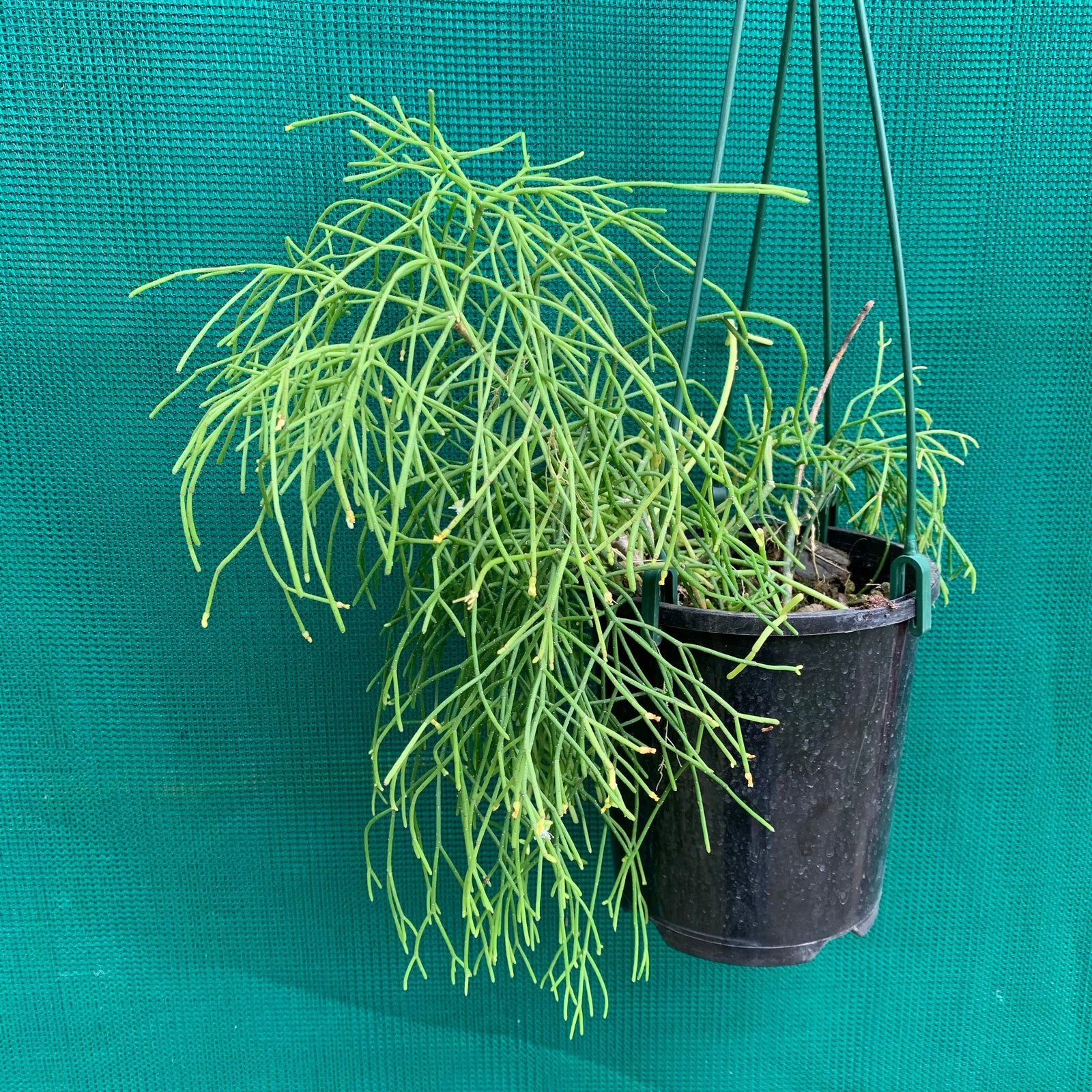 Rhipsalis capilliformis - R61