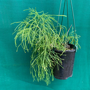 Rhipsalis Capilliformis - R61