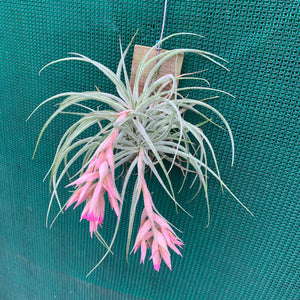 Tillandsia - Pink Sugar ex. DD