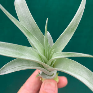 Tillandsia - El Rancho ex. AP