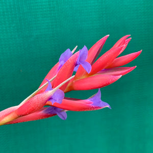 Tillandsia - subsecundifolia x aeranthos Purple ex. PT