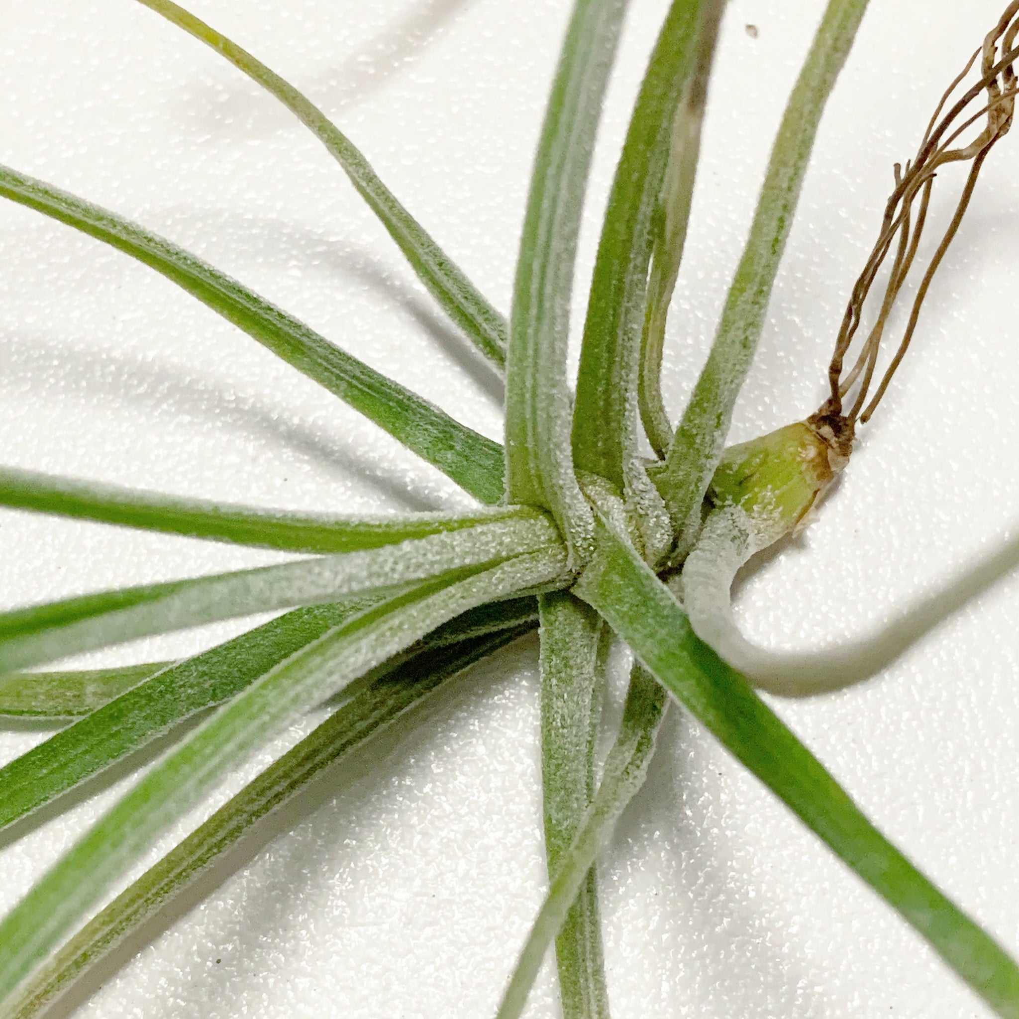 schiedeana air plant Tillandsia - schiedeana