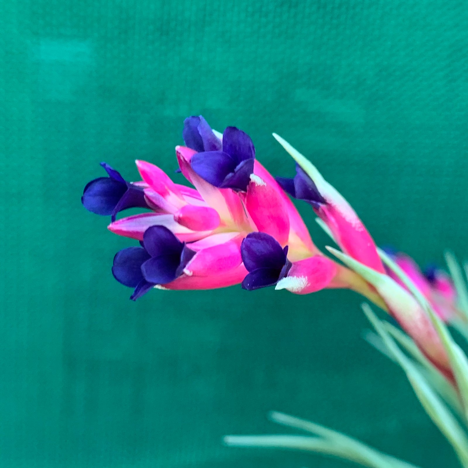 Tillandsia - aeranthos ex. CC