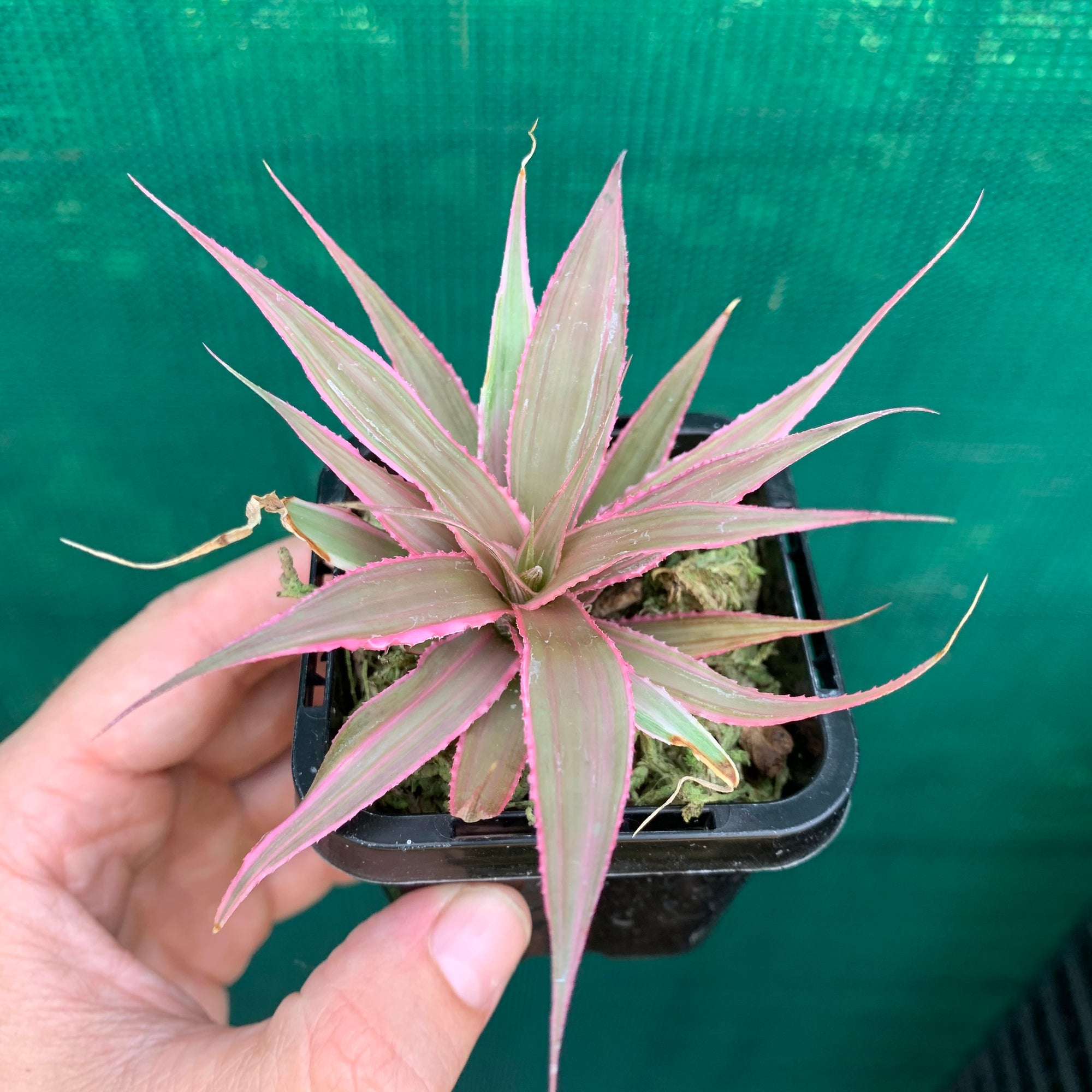 Cryptanthus - Marian Oppenheimer