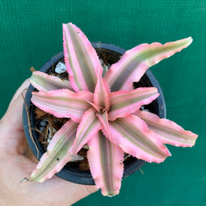 Cryptanthus - Pink Starlite