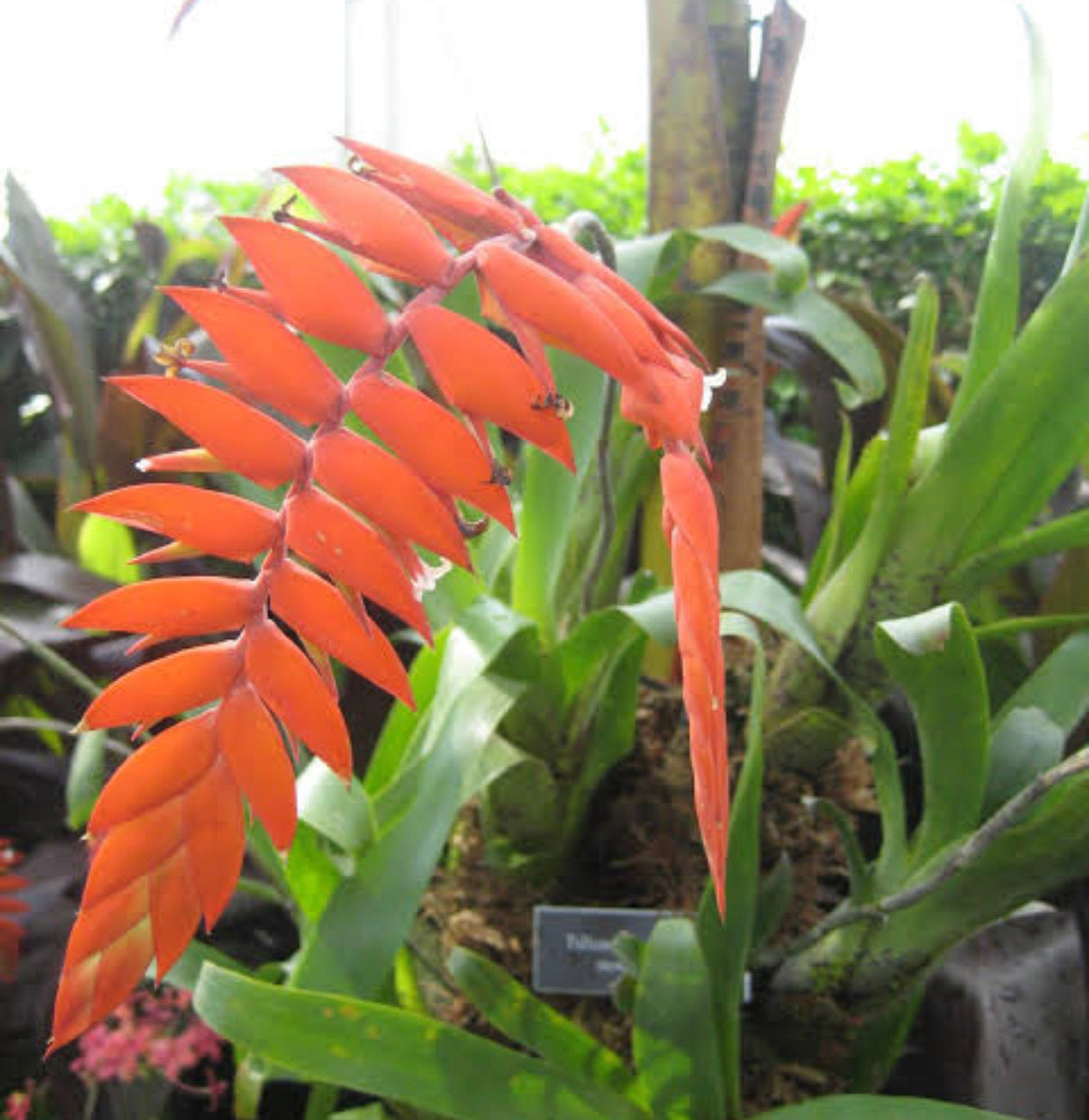 Tillandsia / Racinea dyeriana NEW