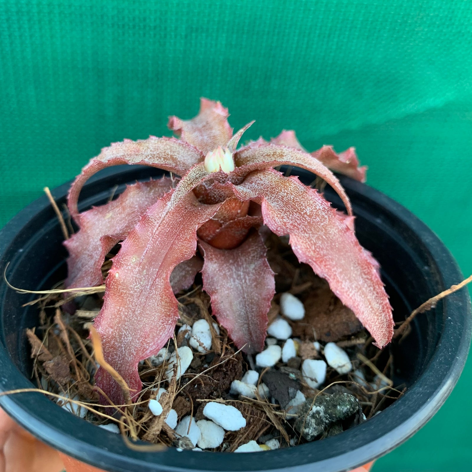 Cryptanthus - Rosebud