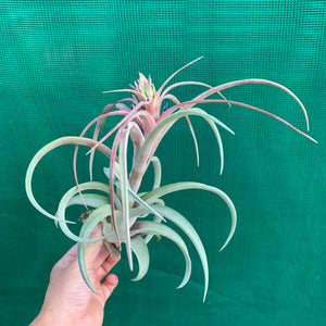 Tillandsia - brachycaulos x streptophylla Nat. Hybrid