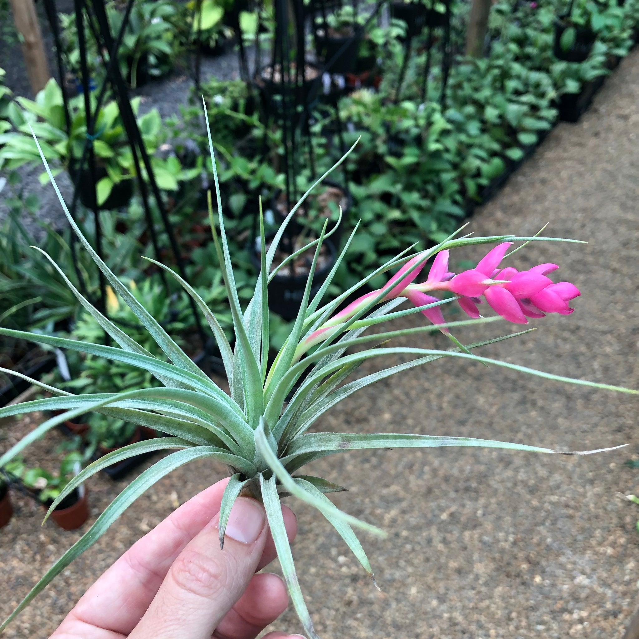 stricta hard leaf air plant Tillandsia - stricta 'Bak' ex. CC