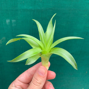 Tillandsia - Abdita Mexico ex PT