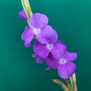 Tillandsia - arhiza ex. UWE