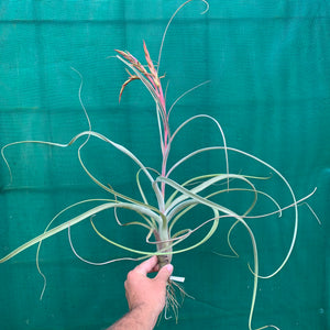 Tillandsia - Fantasy