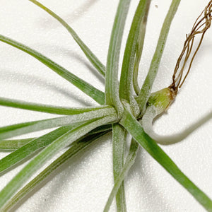 Tillandsia - schiedeana (Wholesale)