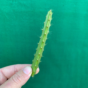 Aporophyllum Hawaiian Sunset