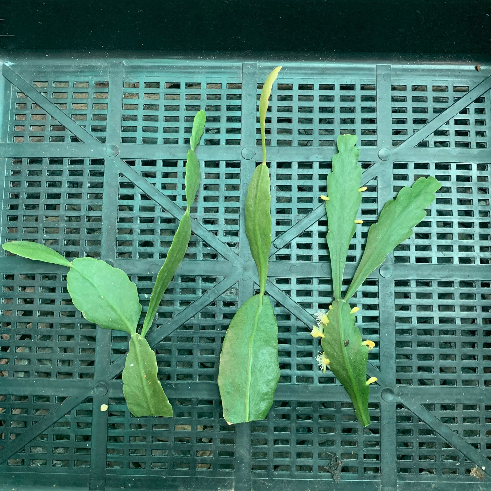 Rhipsalis goebeliana - R27