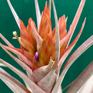 Tillandsia - Nellie Rose