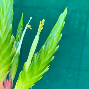 Tillandsia - Rothii