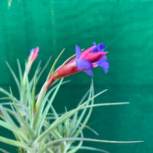 Tillandsia - Winkleri ex. PT