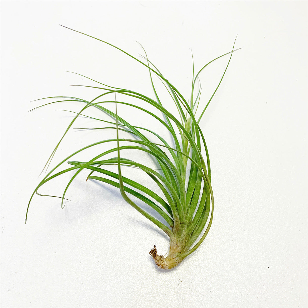 moonlight air plant Tillandsia - flavoviolacia ex. CC
