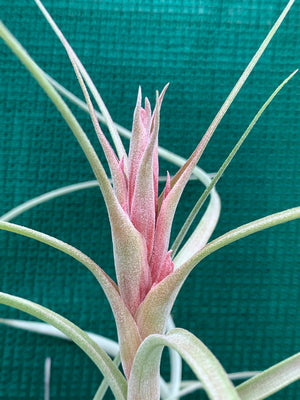 Tillandsia - Heather’s Blush