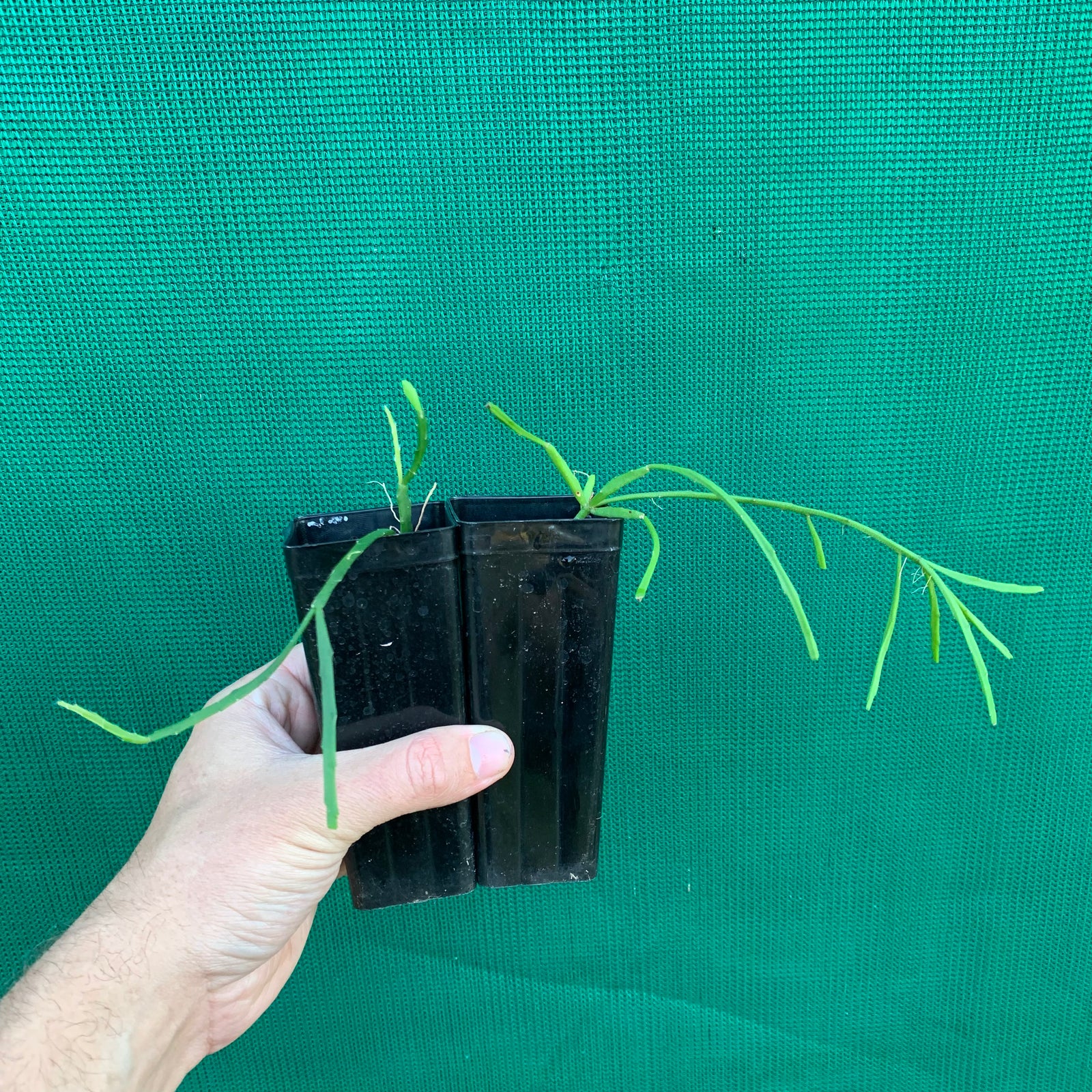 Rhipsalis baccifera f. Delphinensis - R5