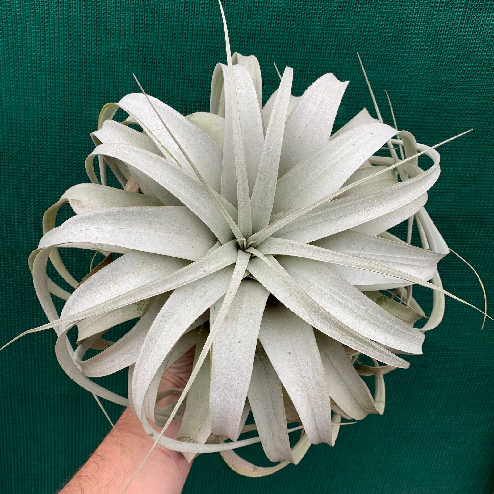 Tillandsia - xerographica