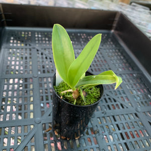 Orchid - Cattleya Mericlone ‘Slc. Hawaiian Splash Lea’