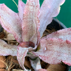 Cryptanthus - Pink Organza