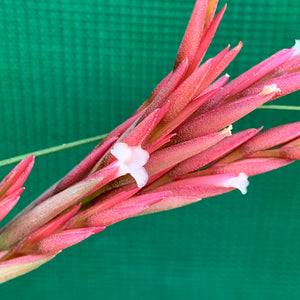 Tillandsia - Holm’s Verlesglo ex. PT