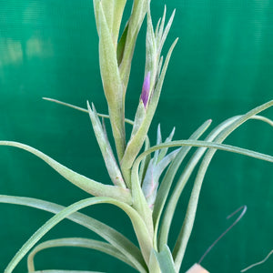 Tillandsia - Star Trek ex. PB