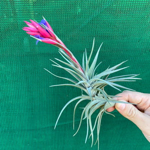 Tillandsia - Purple Gem