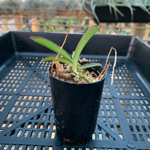 Orchid - Vanda Mericlone ‘Pedro Bonitti’