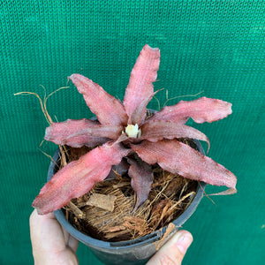 Cryptanthus - Mary Poppins