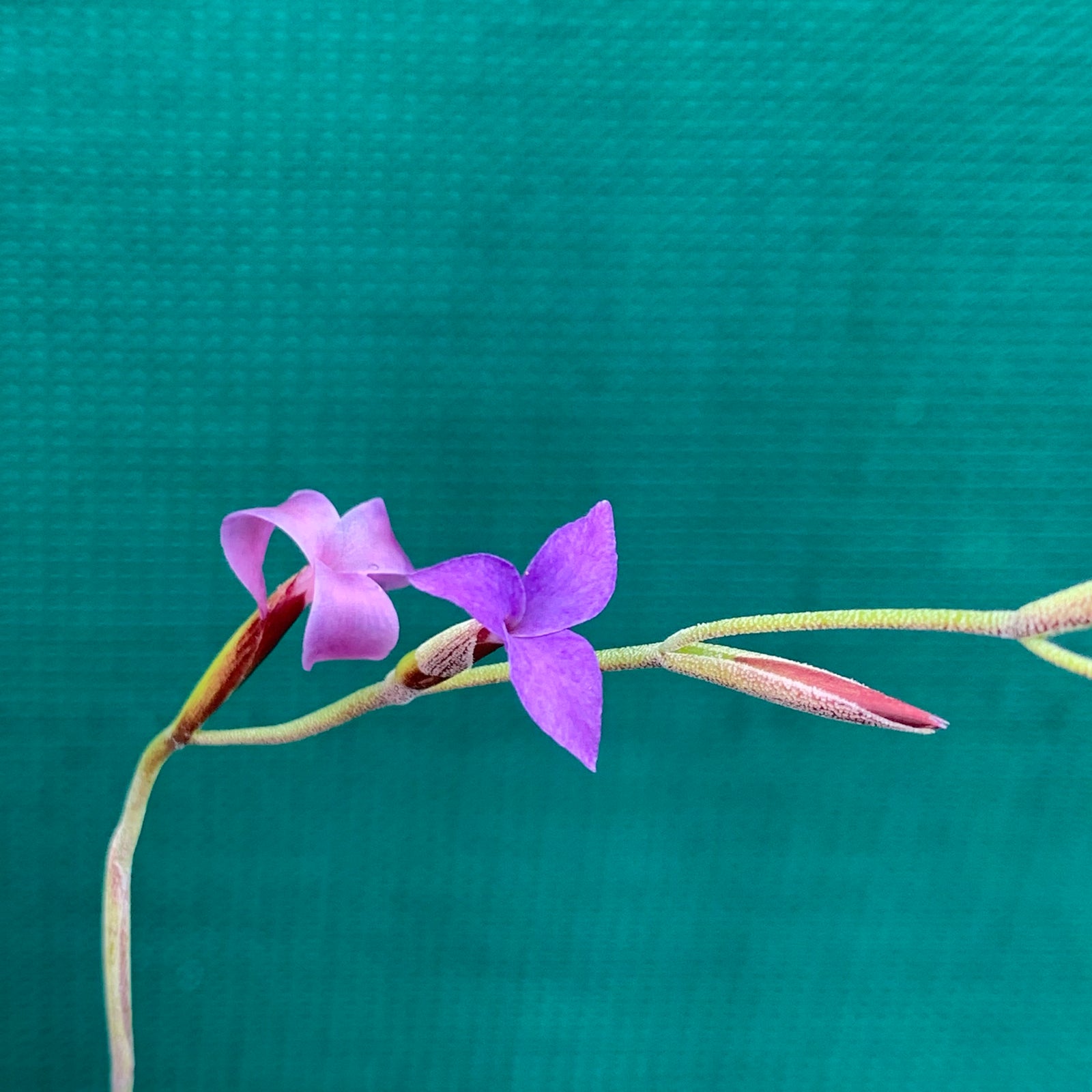 Tillandsia - caerulea (Fragrant)