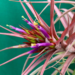 Tillandsia - Sparkler ex. NR