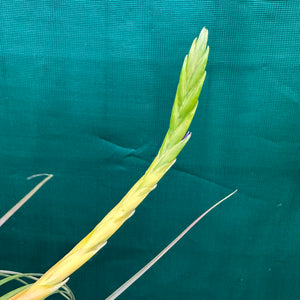Tillandsia - aff rodrigueziana ‘Yellow’ ex. Richter