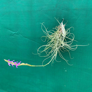 Tillandsia - arhiza ex. UWE