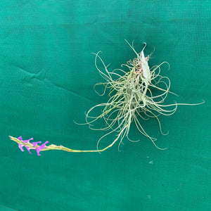 Tillandsia - arhiza ex. UWE (Fragrant)