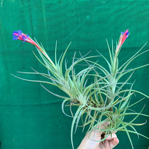 Tillandsia - Winkleri ex. PT