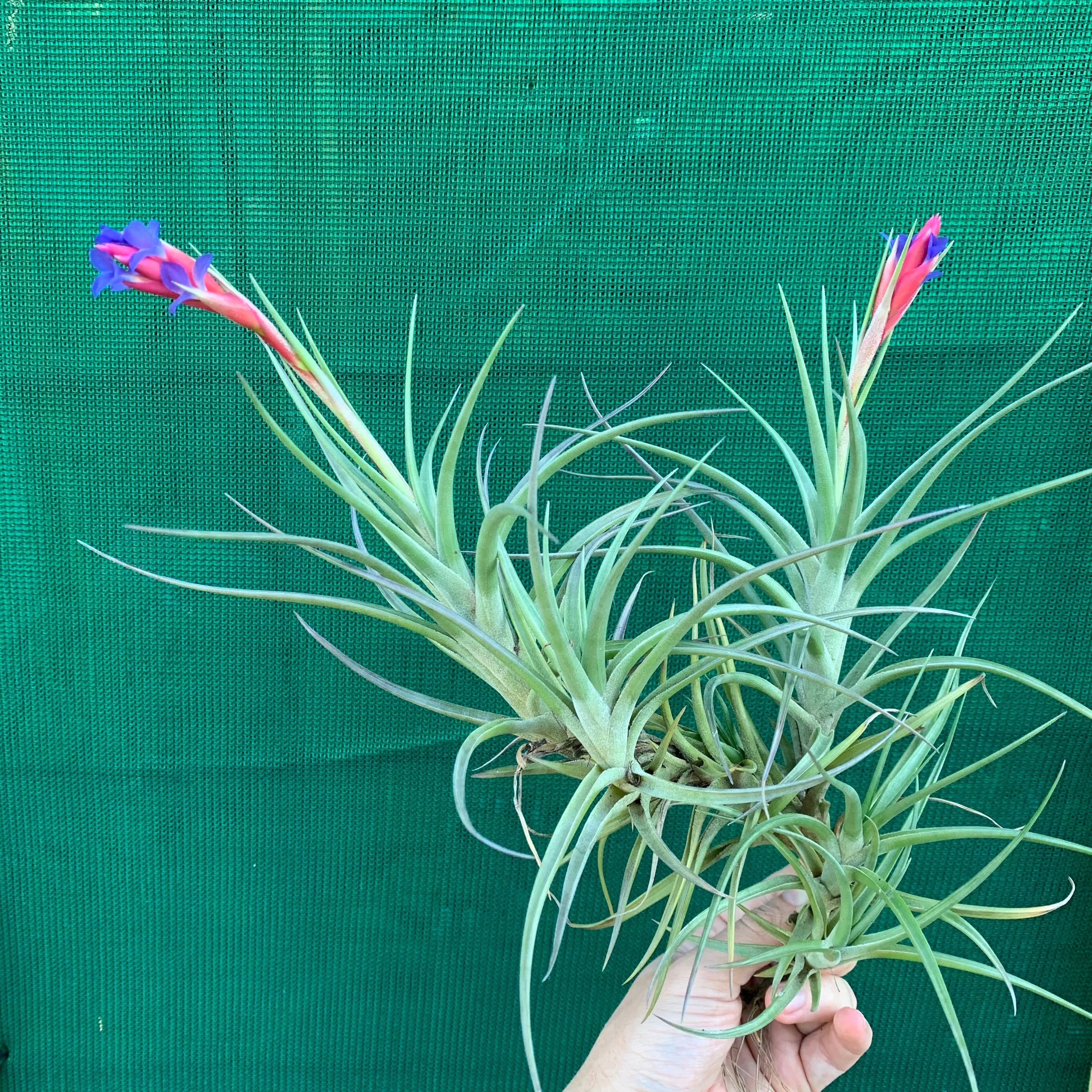 Tillandsia - winkleri ex. PT - Air Plant Decor