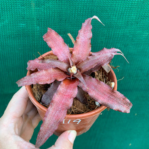 Cryptanthus - Mary Poppins