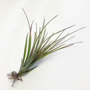 Tillandsia - Oeseriana ex. OM