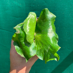 Platycerium - Stemaria White