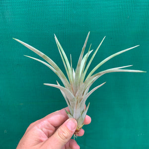 Tillandsia - Dimmitt’s Talent