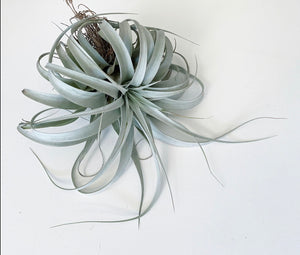 Tillandsia - xerographica